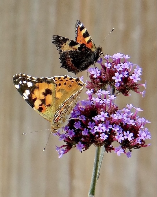 painted lady